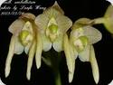 Bulbophyllum umbellatum